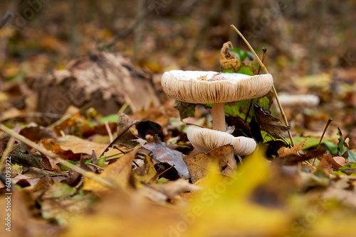 Beautiful mushroom in the autumn forest among the fallen leaves, close-up.