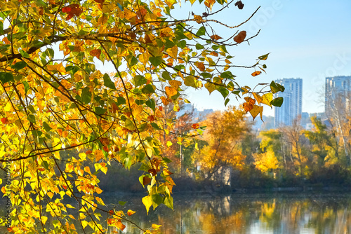 Golden autumn leaves on the branches in the city park by the pond.