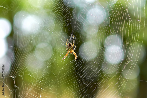 A beautiful spider in its web in the bright sun.