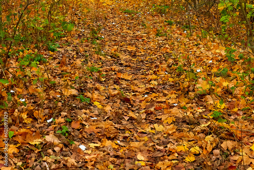 Autumn fallen leaves on a forest road in October.