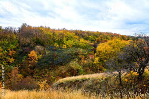 Autumn forest landscape in the mountains with blackthorn bushes and blue sky.