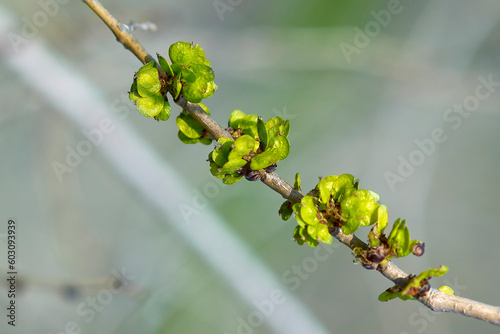 A young twig with blossoming leaves in early spring.