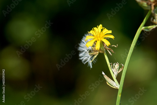 Beautiful wild flower with fluffy seeds, close-up.