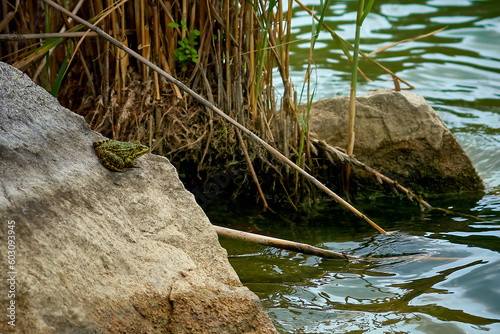 Green frog on a stone on the shore of a pond.