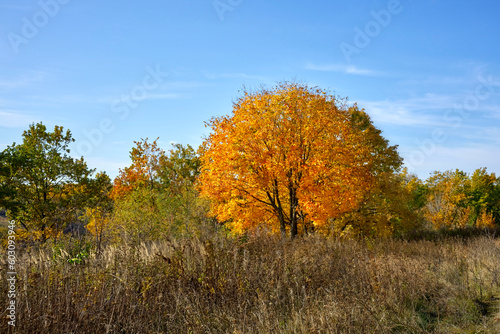 A tree with golden autumn leaves against a blue sky.