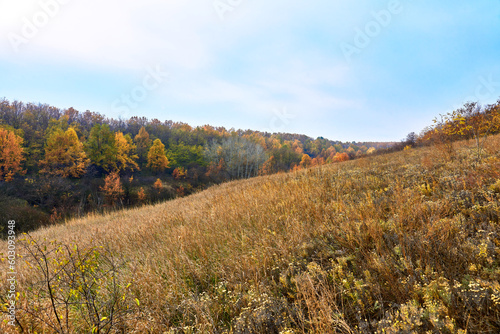 Autumn forest in the mountains on a warm sunny day.