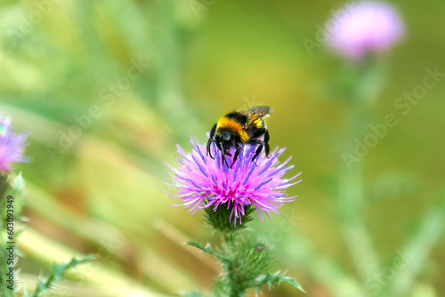 Fluffy beautiful bumblebee on a thistle flower close-up. © Stas