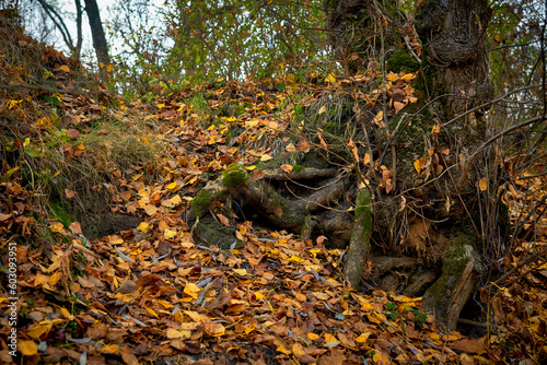 The roots of a large old tree covered with moss and fallen autumn leaves.