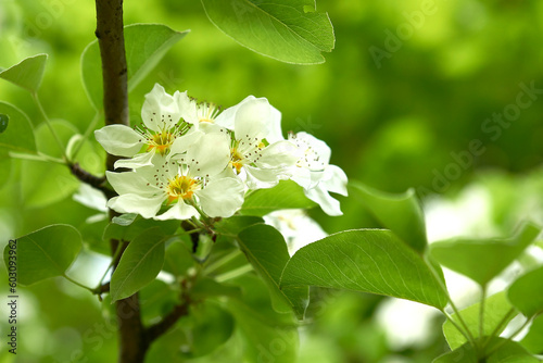 Spring flowers of a fruit tree on a branch close-up.