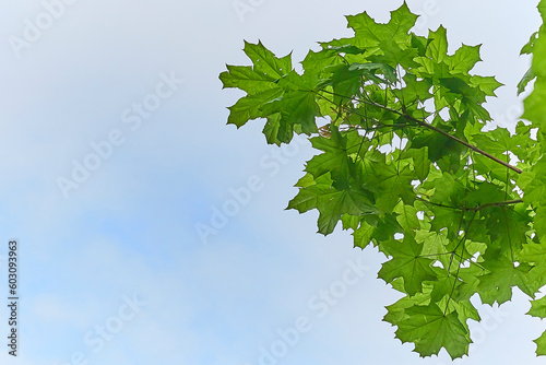 Young maple leaves on a tree branch in spring against a blue sky.