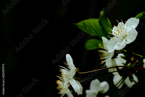 Spring cherry flowers on a branch on a black background, macro photography.