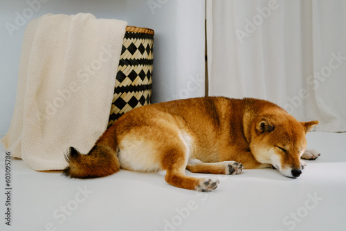 Сute sleeping dog photo