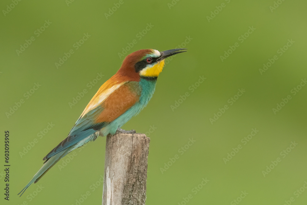 European bee-eater is perched on a wooden pole European bee-eater is perched on a wooden pole