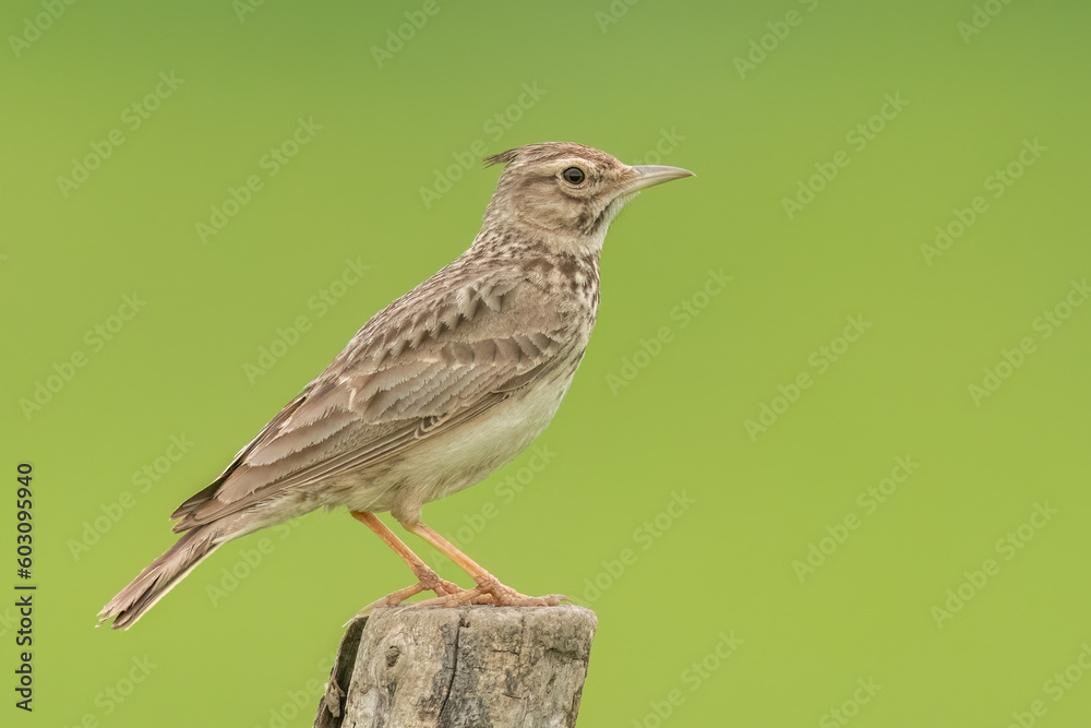 Crested lark is perched on a wooden pole Crested lark is perched on a wooden pole