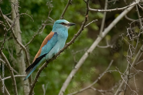 European roller is perched on a branch