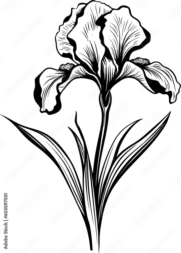 Fototapeta premium Flower Line Art