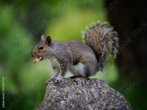 Grey squirrel in the park