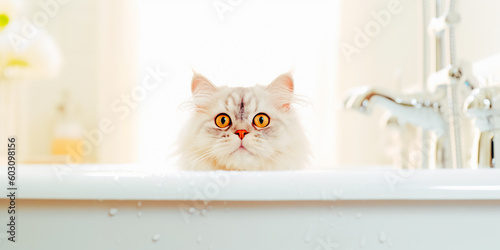 Cute cute cat, in a white bathtub