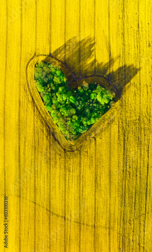 Aerial view of forest in heart shape between the yellow blossoming rape fields