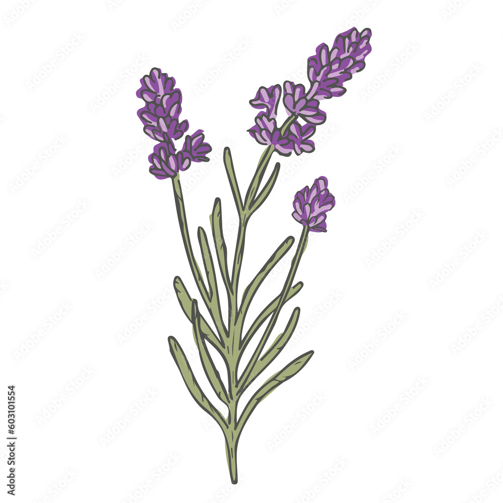 Naklejka premium Ilustración de flor de lavanda color morado png con fondo transparente y vector