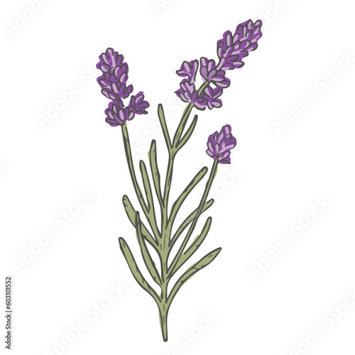 Ilustraci  n de flor de lavanda color morado png con fondo transparente y vector