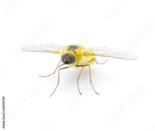 parasitic bee for hover fly - Systoechus solitus - wing iridescent color, blonde fuzzy furry yellow cream colored.  isolated on white background front face view