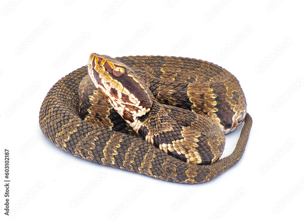 Obraz premium Florida cottonmouth snake - Agkistrodon conanti - a species of venomous snake, a pit viper. coiled in defense posture with mouth open. isolated on white background Coiled side profile view of head