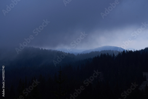 Dark Fog Forest Landscape photo