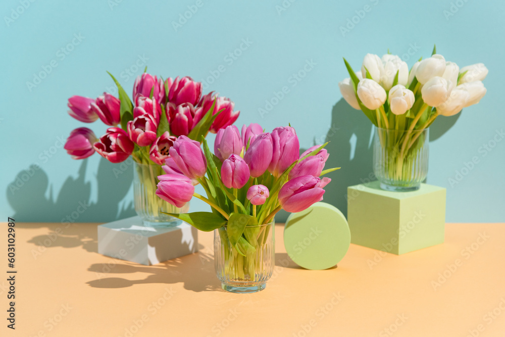 Still life of Spring tulip flowers on colorful background and shapes Still life of Spring tulip flowers on colorful background and shapes