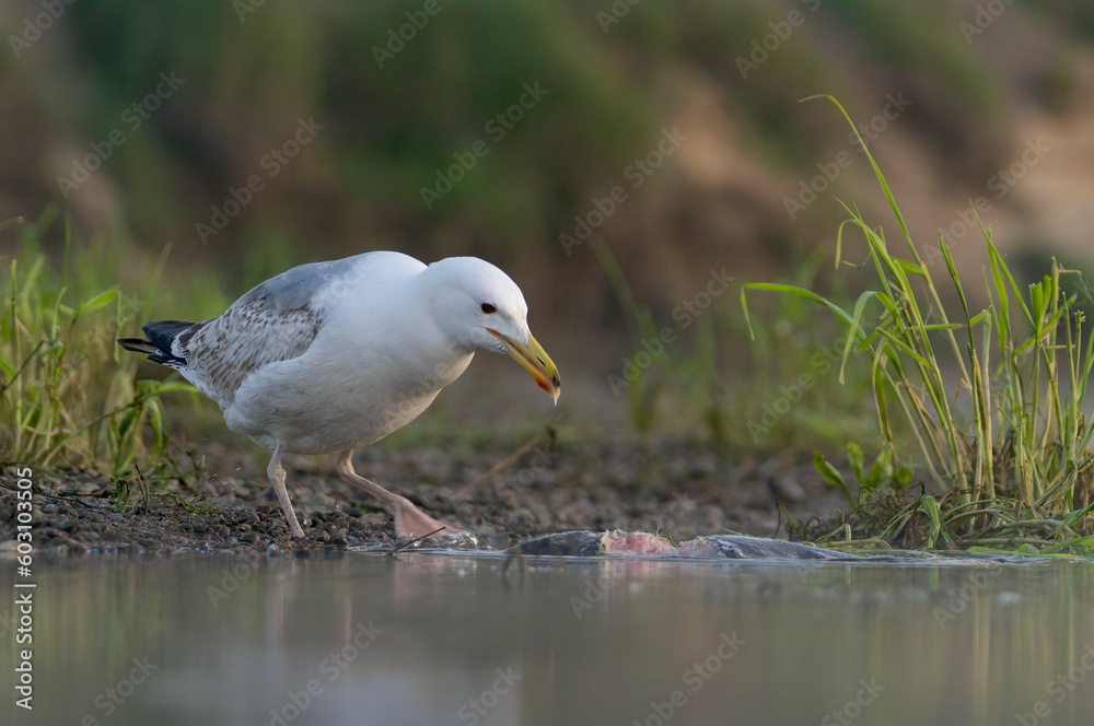 European Herring Gull Standing in Water Above Its Prey – Photograph European Herring Gull Standing in Water Above Its Prey – Photograph