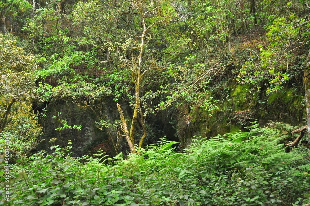 fern in the forest fern in the forest