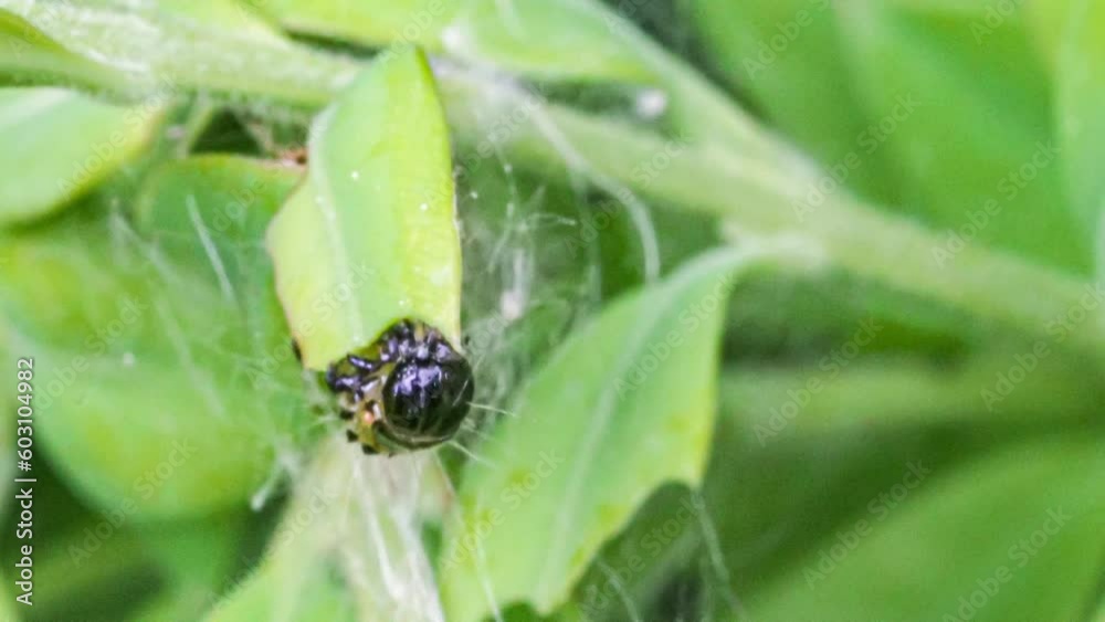 Makroaufnahme einer Raupe des Buchsbaumzünslers (Cydalima perspectalis) beim Fressen von Buchsbaumblättern (Buxus sempervirens)	