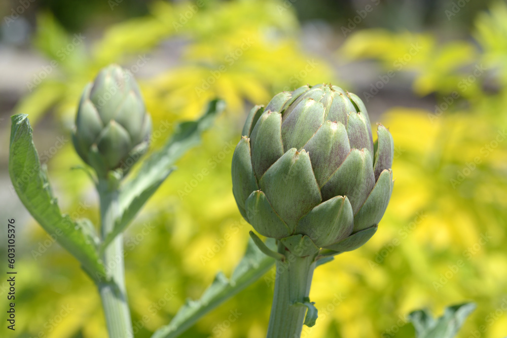 Obraz premium アーティチョークの蕾