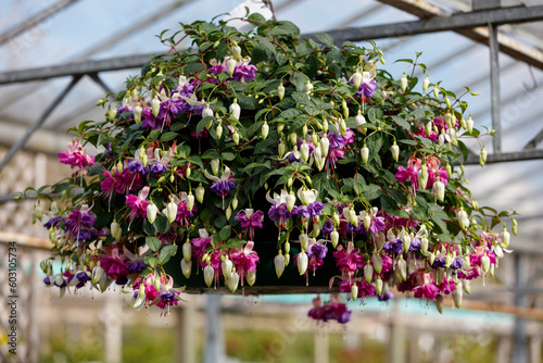 Fototapeta Naklejka Na Ścianę i Meble -  Giant Fuchsia hanging basket flowering plants - stock photo