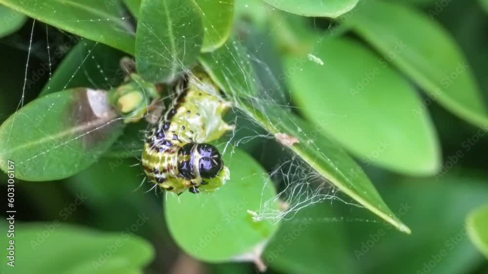 Makroaufnahme einer Raupe des Buchsbaumzünslers (Cydalima perspectalis) beim Fressen von Buchsbaumblättern (Buxus sempervirens) Makroaufnahme einer Raupe des Buchsbaumzünslers (Cydalima perspectalis) beim Fressen von Buchsbaumblättern (Buxus sempervirens)