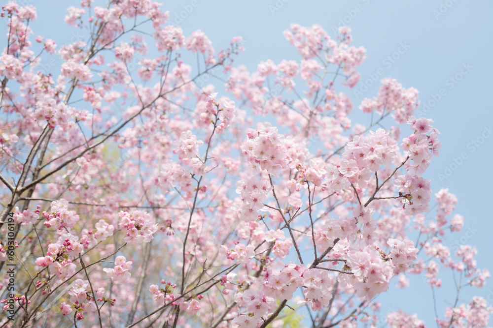 Sakura Sakura