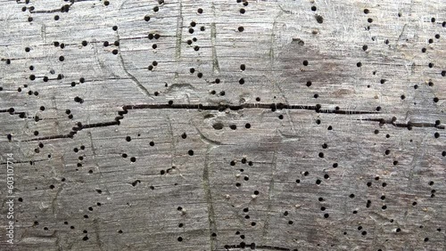 Wood Surface With Termite Holes. Dolly shooting. 
