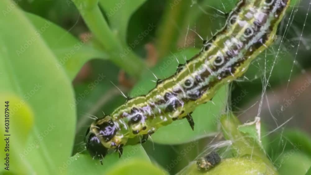 Makroaufnahme einer Raupe des Buchsbaumzünslers (Cydalima perspectalis) beim Fressen von Buchsbaumblättern (Buxus sempervirens) Makroaufnahme einer Raupe des Buchsbaumzünslers (Cydalima perspectalis) beim Fressen von Buchsbaumblättern (Buxus sempervirens)