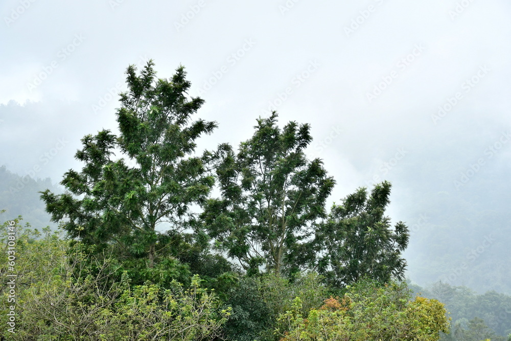 Obraz premium pine tree in the mountains