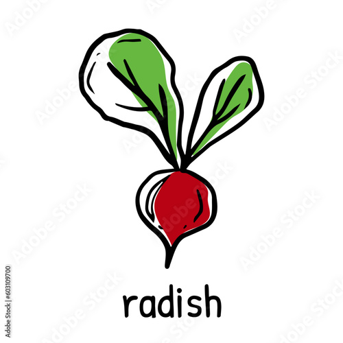 Radish, silhouette icons set with lettering. Imitation of stamp, print with scuffs. Simple black shape and color vector illustration. Hand drawn isolated elements on white background
