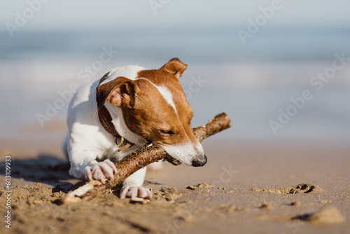 Adorable jack russell  with a stick