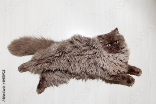 a fluffy cat is lying on the floor