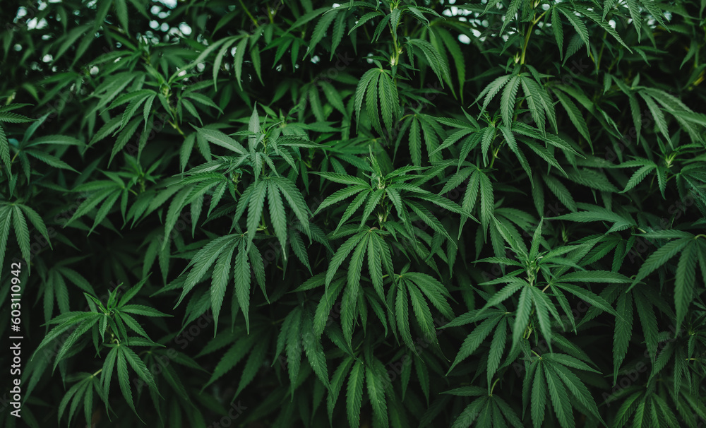 marijuana leaves background
