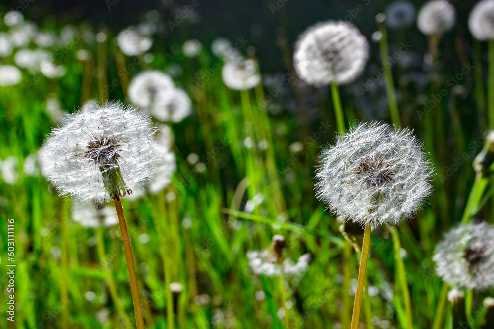 Dandelions ripe white spherical buds on a clear day, selective focus
