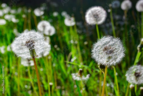 Dandelions ripe white spherical buds on a clear day  selective focus