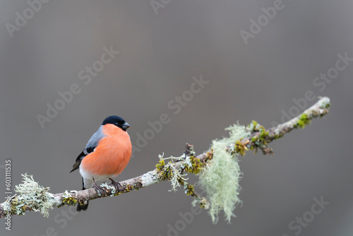 Beautiful Male Bullfinch Perched On A Branch   photo
