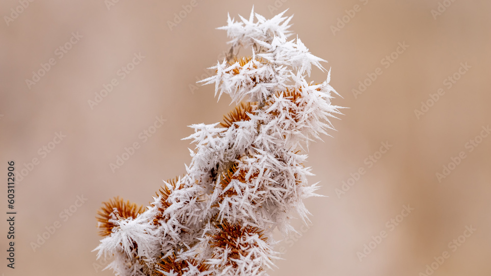 Winter's Touch: Close-Up of a Hoarfrost-Covered Tumbleweed