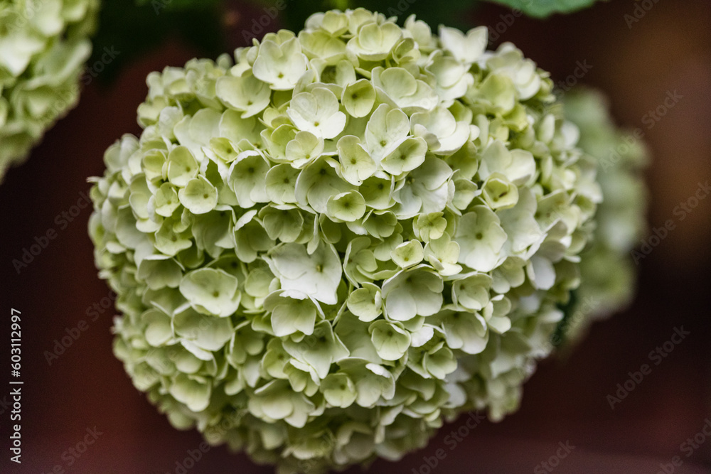 Vibrant Green Hydrangea Bush in Close-Up View Vibrant Green Hydrangea Bush in Close-Up View
