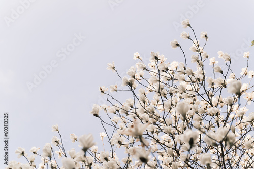 Wallpaper Mural blooming yulan magnolias in spring Torontodigital.ca