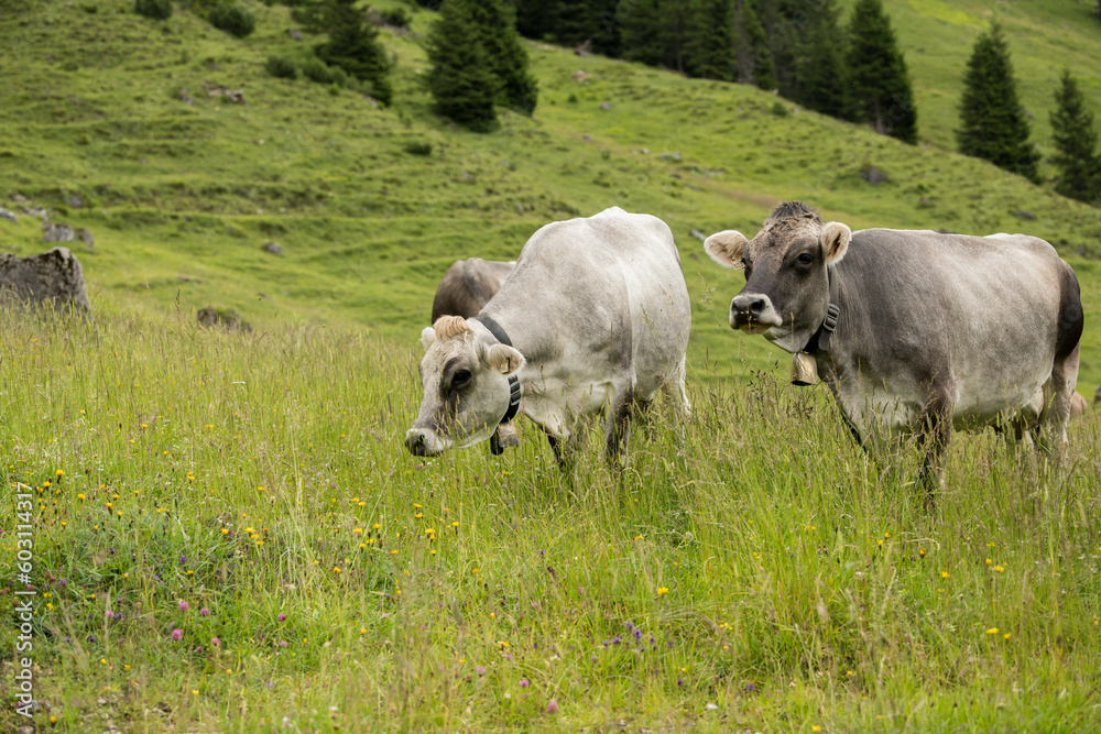 Two beautiful austrian cows posing in a fresh green alpine meadow. austria, mountains, alps, duo, mammal, beautiful, agriculture Two beautiful austrian cows posing in a fresh green alpine meadow. austria, mountains, alps, duo, mammal, beautiful, agriculture